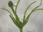 Gewöhnliche Armleuchteralge - Chara vulgaris