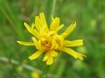 Sumpf-Pippau - Crepis paludosa