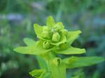 Rutenförmige Wolfsmilch - Euphorbia esula subsp. tommasiniana