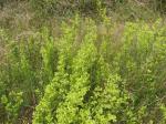 Weißgelb-Labkraut-Galium pomeranicum
