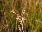 Meerstrand-Binse - Juncus maritimus