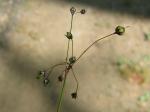 Behaarte Hainsimse - Luzula pilosa