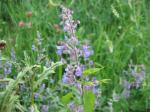 Großblütige Katzenminze - Nepeta grandiflora