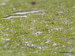 : - Calliergon cordifolium