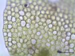 : - Chiloscyphus minor