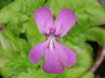 Geschwänztes Fettkraut - Pinguicula moranensis