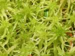 Trügerisches Torfmoos - Sphagnum fallax
