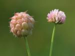 Erdbeer-Klee - Trifolium fragiferum