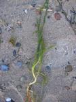 Gemeines Seegras - Zostera marina