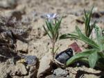 : - Gilia tweedyi