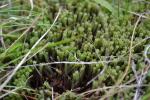 : - Paludella squarrosa