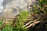 Zwerglein - Radiola linoides