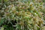 Sumpf-Torfmoos - Sphagnum palustre