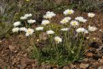 : - Brachyscome tenuiscapa
