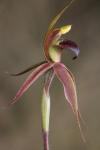 : - Caladenia clavigera