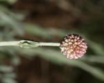 : - Calocephalus lacteus