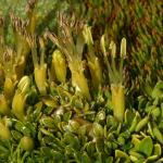 : - Coprosma pumila