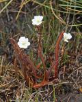 : - Drosera arcturi