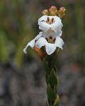 : - Epacris corymbiflora