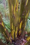 :-Eucalyptus subcrenulata
