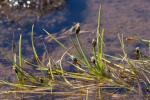 : - Isolepis crassiuscula