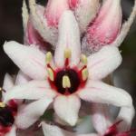 : - Milligania lindoniana