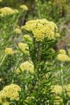 : - Ozothamnus turbinatus