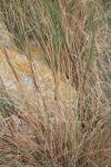 : - Poa poiformis