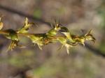 : - Prasophyllum rostratum