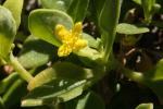 : - Tetragonia implexicoma