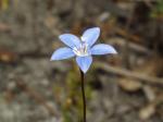 : - Wahlenbergia multicaulis