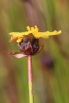 : - Xyris muelleri