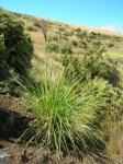 : - Cortaderia jubata