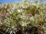 : - Arenaria franklinii