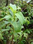 : - Coprosma pubens