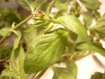 Köcherblümchen - Cuphea carthagenensis