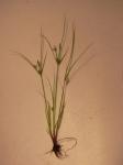 Platte Simse - Cyperus compressus
