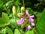 : - Desmodium intortum