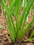 : - Dianella sandwicensis