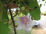 : - Catalpa longissima