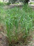 : - Digitaria insularis