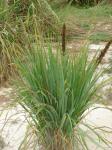: - Eragrostis variabilis