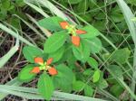 : - Euphorbia cyathophora