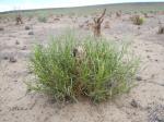 : - Chrysothamnus viscidiflorus
