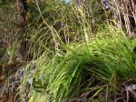 : - Gahnia beecheyi