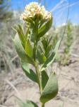 : - Comandra umbellata