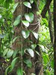 Australische Porzellanblume - Hoya australis