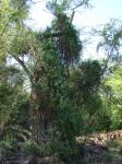 :-Jasminum fluminense