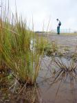 Flatter-Binse - Juncus polyanthemus