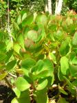 : - Kalanchoe crenata